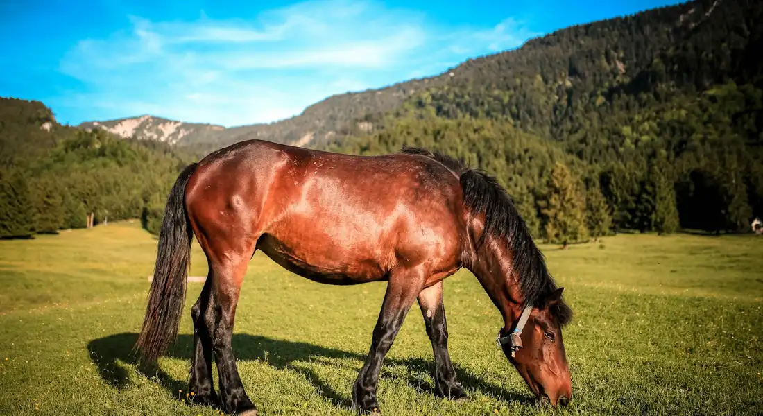 A brown horse grazing in a sunlit meadow with green grass and distant hills.