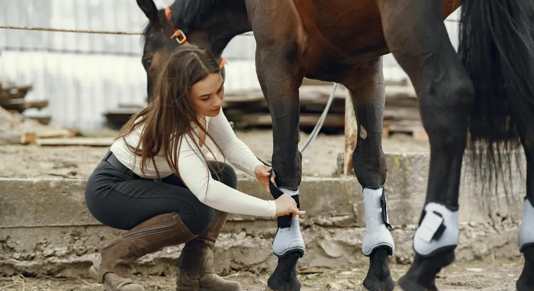 A person kneels beside a horse, adjusting white leg wraps on its front legs in a stable setting.