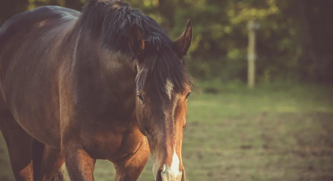 Brown horse with a white blaze standing in a sunlit paddock, head lowered slightly.