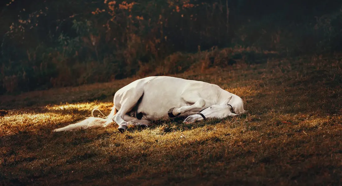 White horse lying down on a sunlit grassy field, resting peacefully