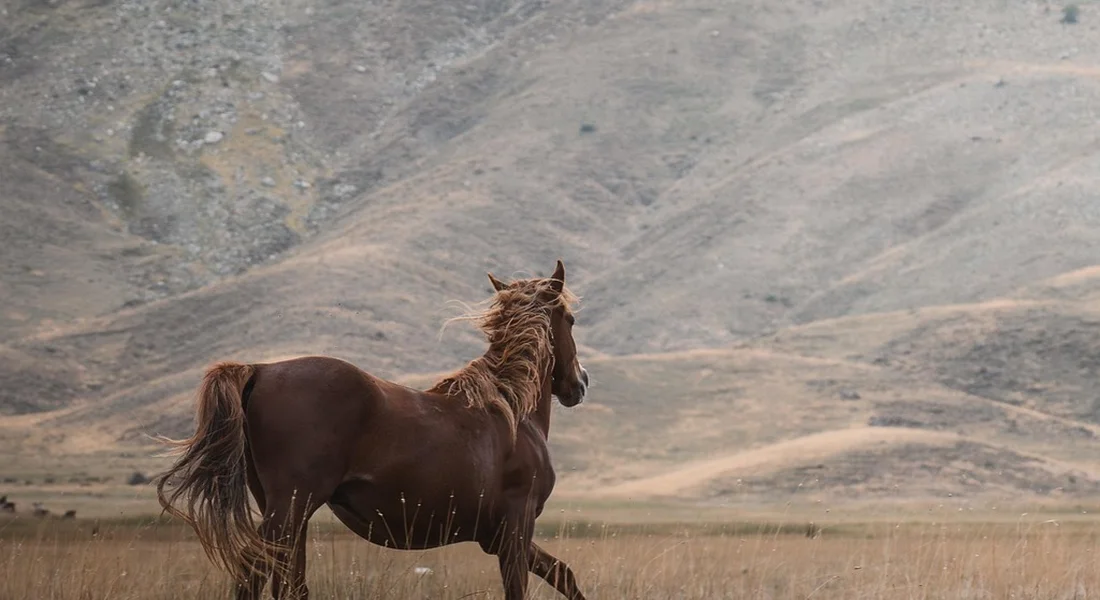 Brown horse standing in a wide, grassy plain with distant hills, calm and attentive, preparing for liberty work without ropes or tack.