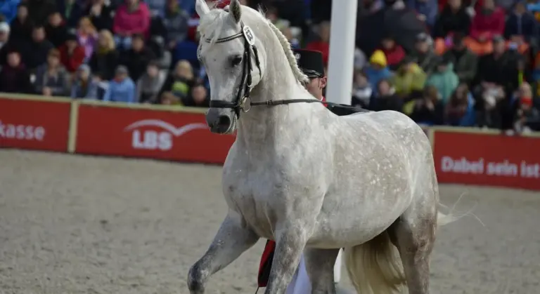 A gray horse performing liberty-style movement in a show arena, with a rider in the background and spectators watching.