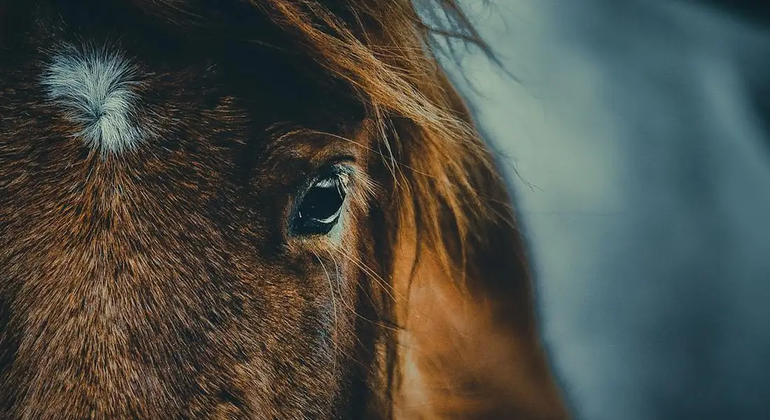 Close-up of a horse's mane and eye, illustrating thinning techniques for a show-ready mane.