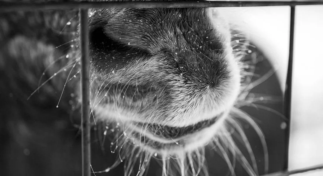 Close-up black-and-white photo of a horse's mouth seen through stall bars, highlighting the lips and whiskers.
