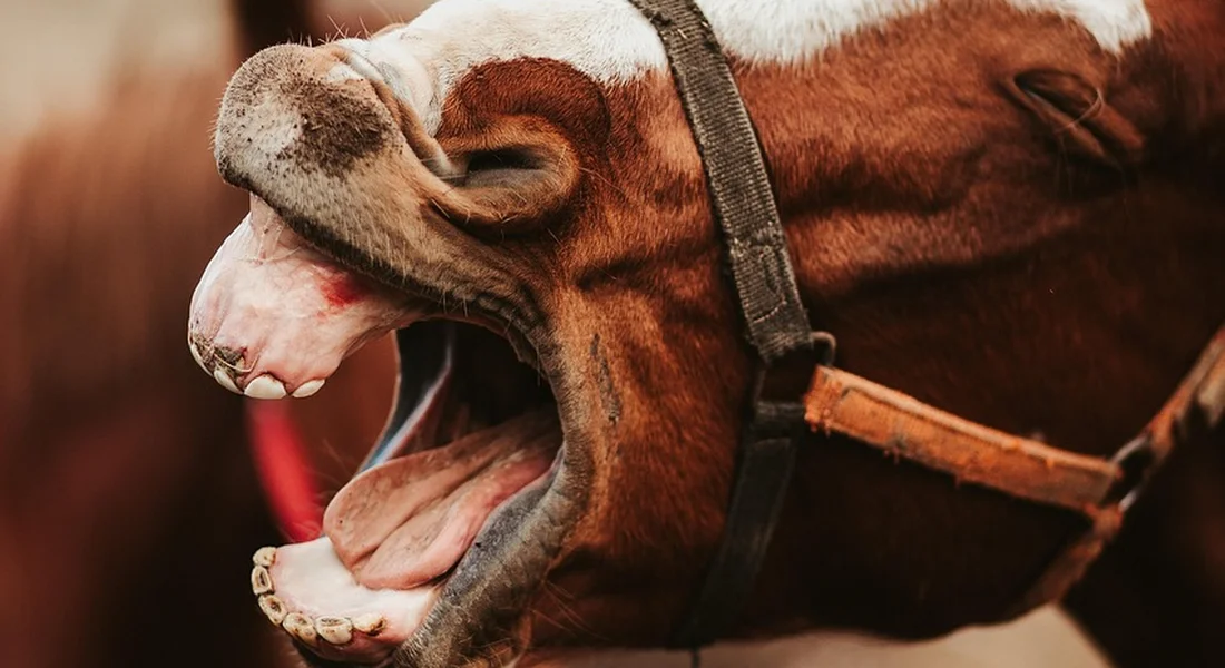 Close-up of a horse's mouth showing teeth and a bridle bit