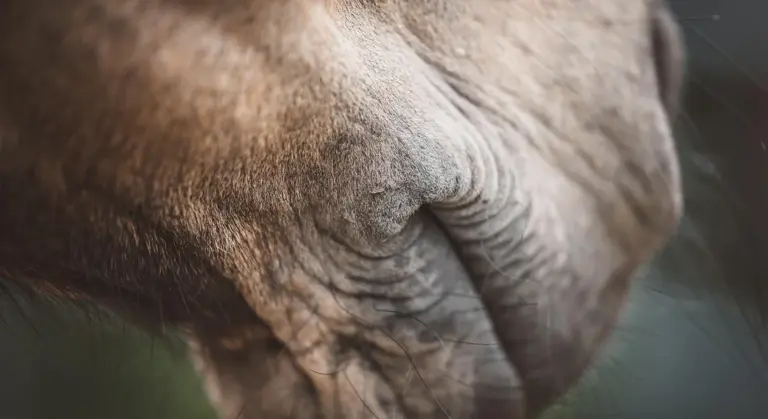 Close-up of a horse's muzzle with saliva