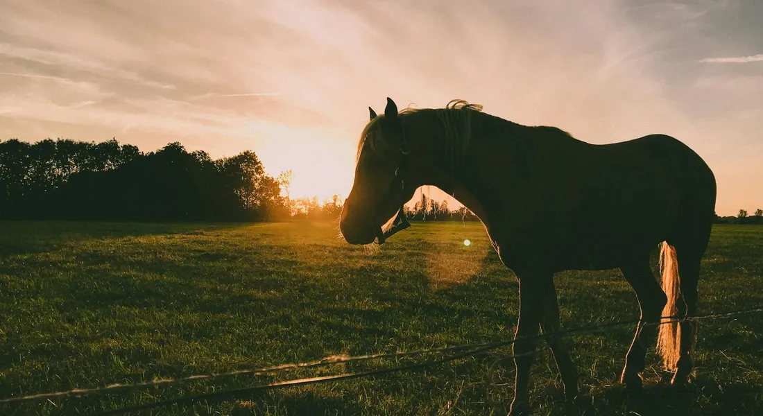 Silhouette of a horse standing in a sunlit pasture at sunset, with a warm orange sky and distant trees