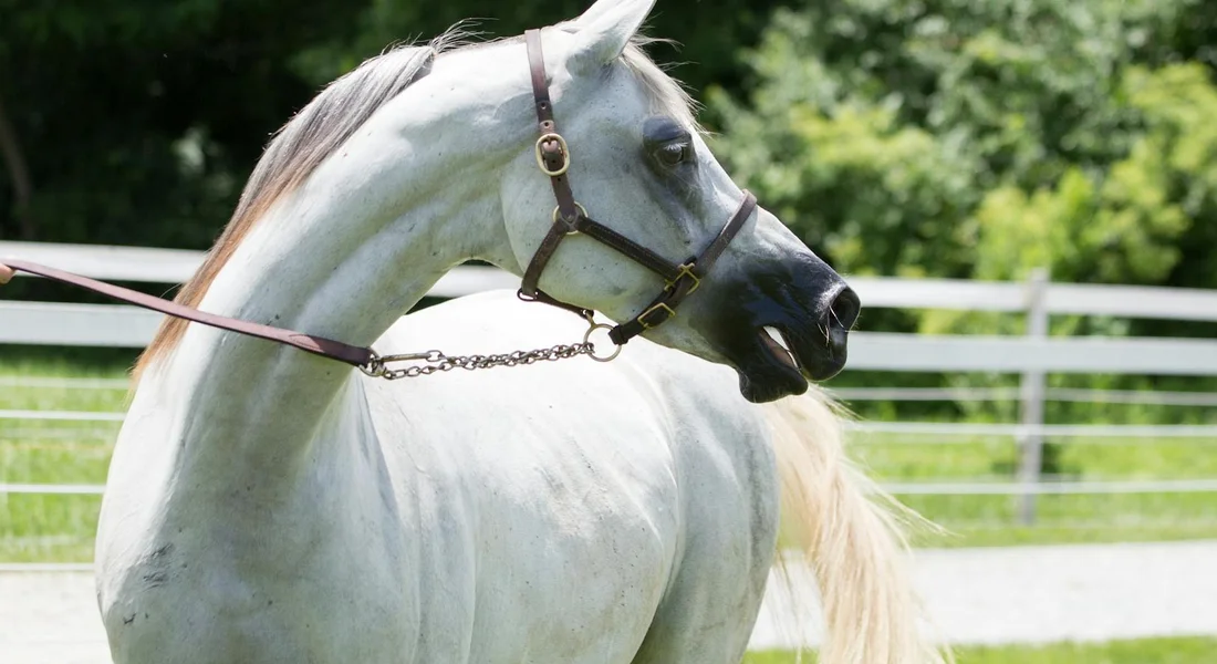 Gray horse wearing a halter standing in a paddock with a white fence and green surroundings.