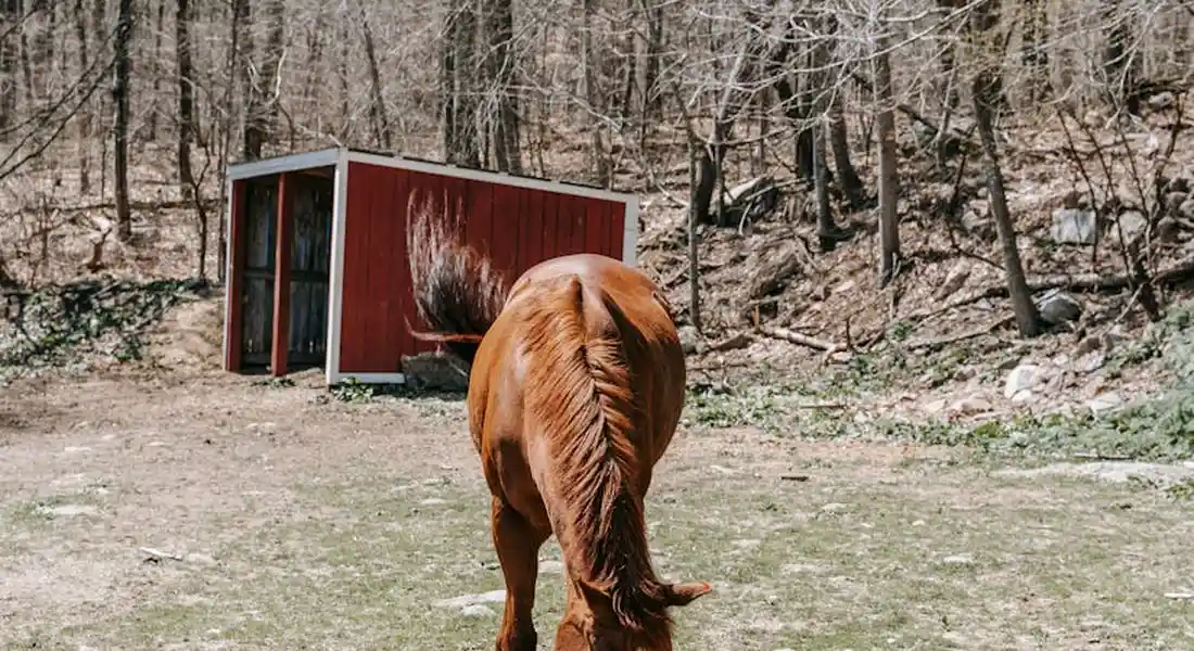 Back view of a brown horse standing in a pasture near a red shed, with leafless trees in the background.