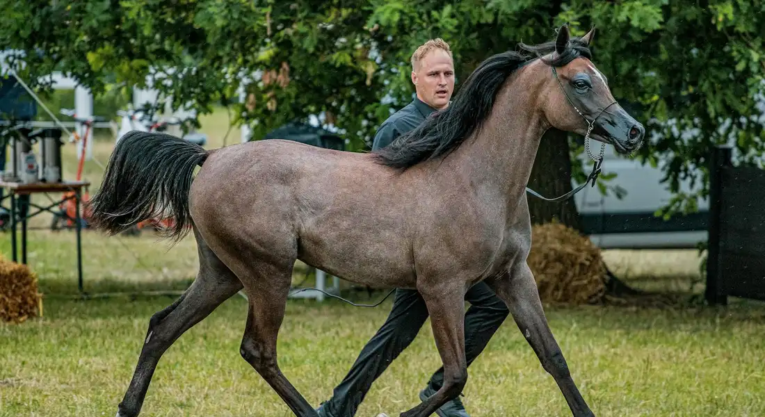 A brown horse with a dark mane trotting beside a handler in a grassy outdoor area, illustrating pedigree tracking and documentation in breeding.
