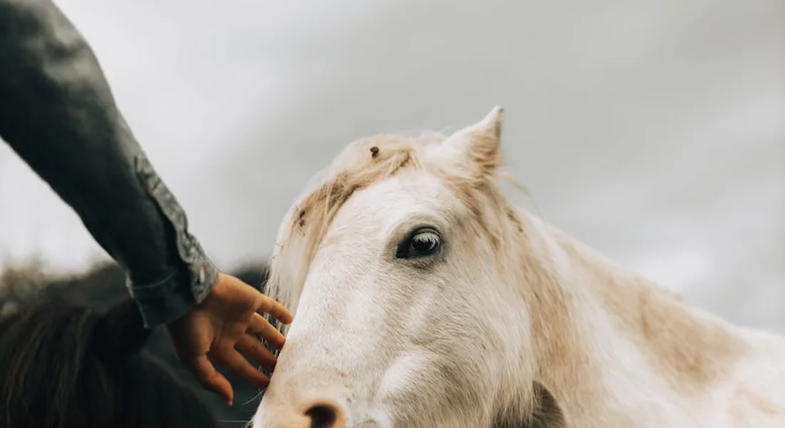 Close-up of a light-colored horse being gently petted by a person, with a hand reaching toward its muzzle