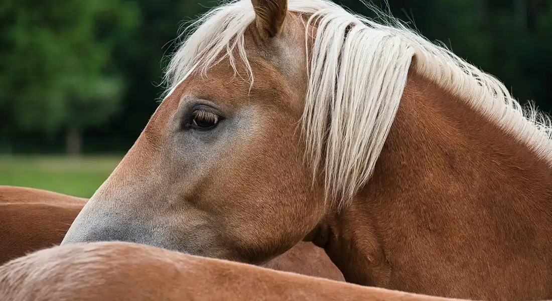 Close-up of a light-bay mare with a pale mane resting its head near another horse in a grassy paddock