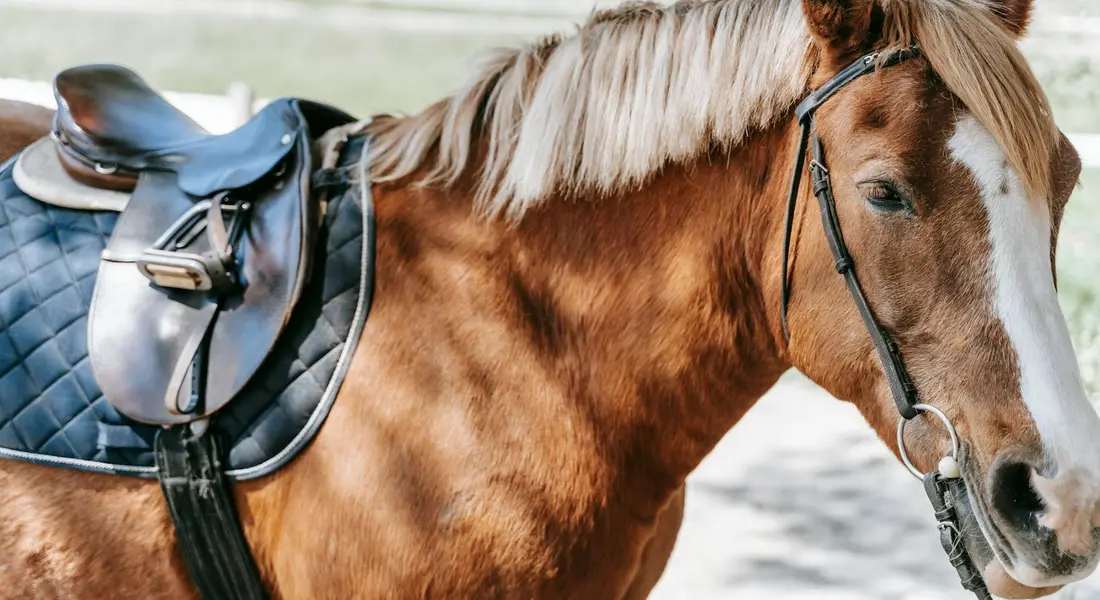 Close-up of a brown leather saddle on a horse, highlighting equestrian tack