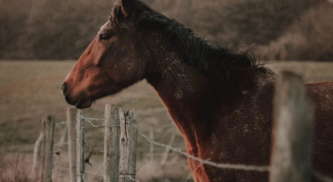 A brown horse with a dark mane stands beside a wooden fence in a grassy pasture.