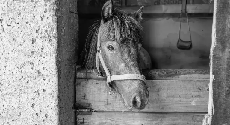 Black-and-white photo of a horse peeking out from a stable with wooden stall and concrete wall.