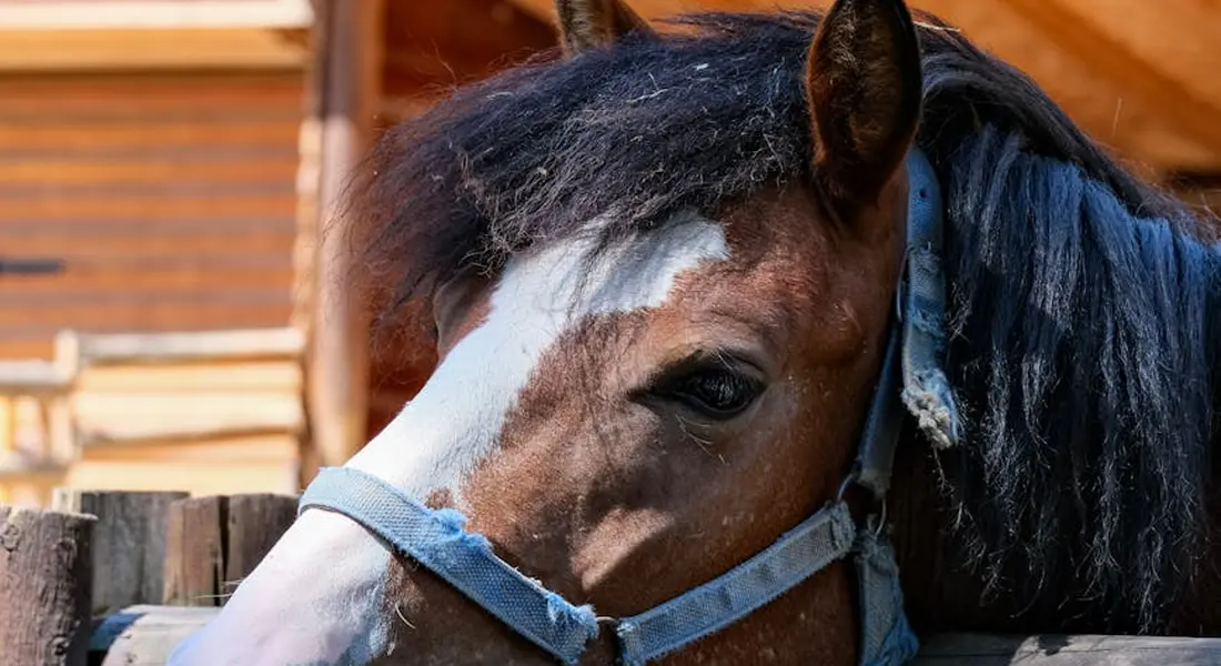Close-up of a horse's head with a blue halter resting at a stable door, wooden barn setting in the background.