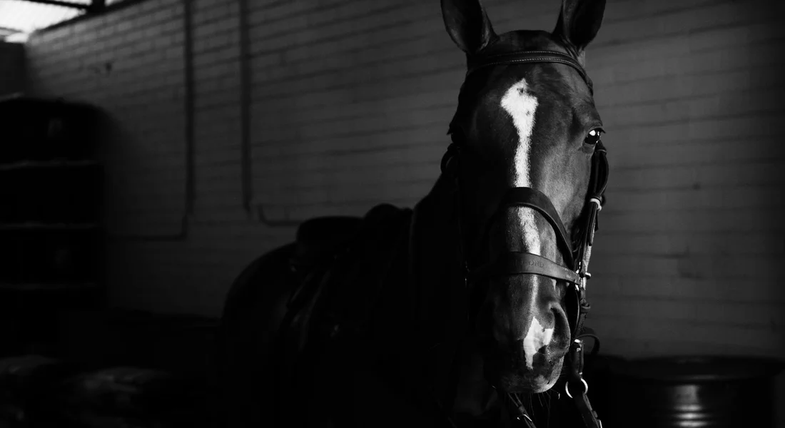 Black-and-white photo of a horse inside a stable, highlighting health, safety, and emergency planning considerations for boarding facilities.