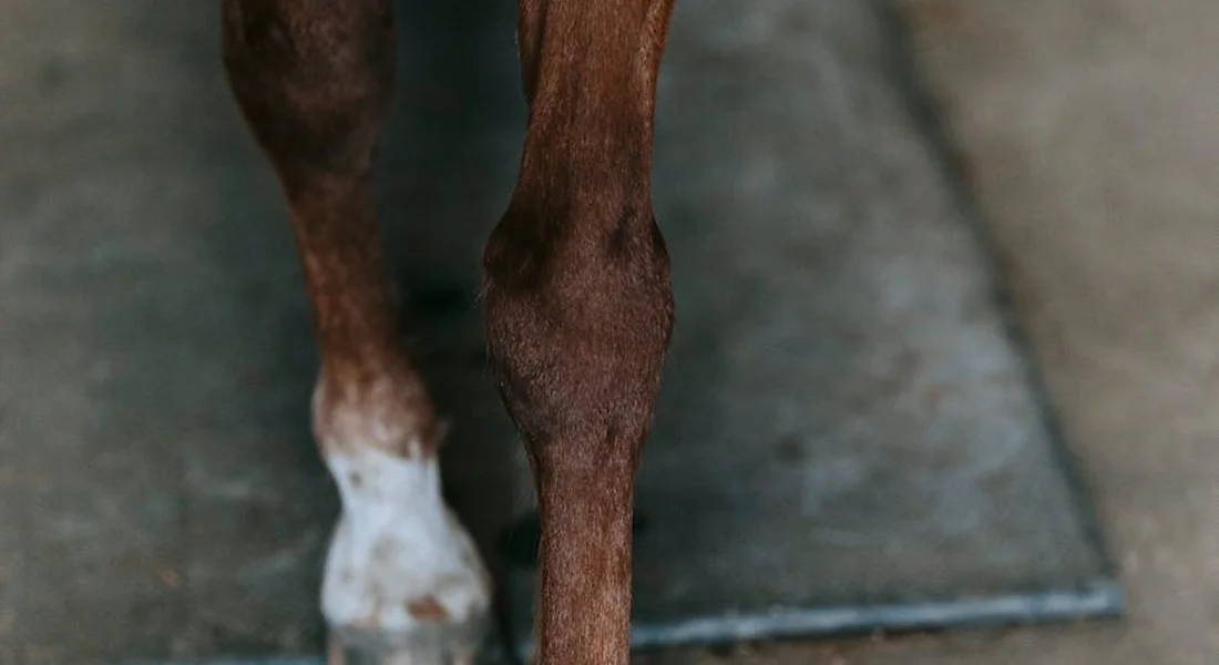 Close-up of a horse's leg and hoof standing on a stable floor, illustrating the stable environment.