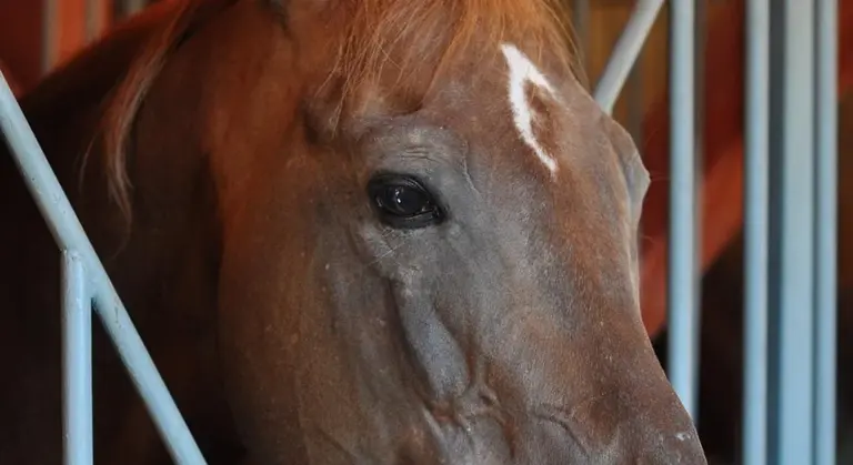 Close-up of a horse's head inside a stable, peering through the stall bars