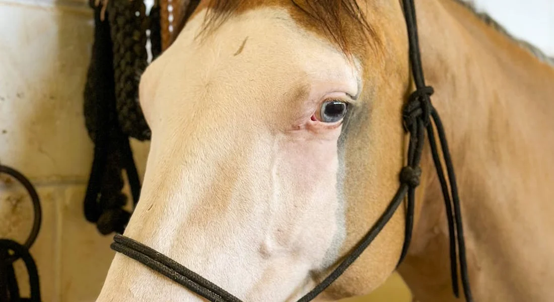 Close-up of a light-colored horse wearing leather tack