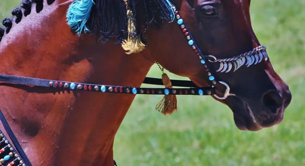 Save Your Saddles: How to Clean Tack Without Ruining Expensive Leather