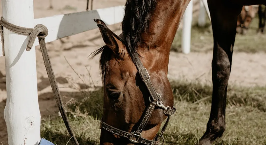 Close-up of a brown horse wearing a halter with its head lowered near a white fence post in a sunlit yard.