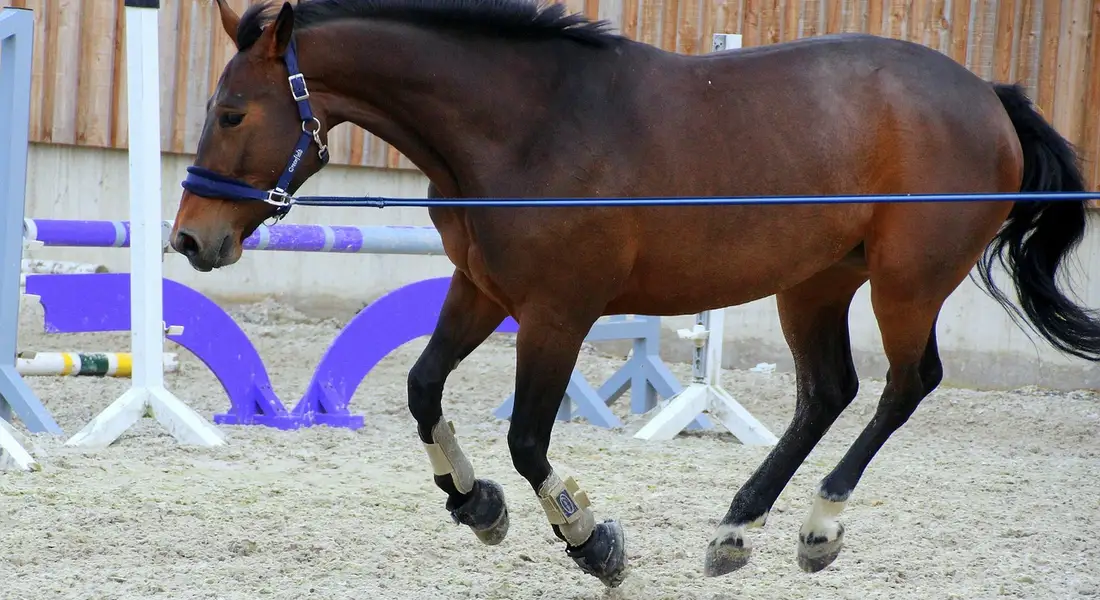 A horse wearing leg wraps trots through an indoor arena with colorful jump standards and rails, illustrating a training drill that challenges the horse's problem-solving and focus.