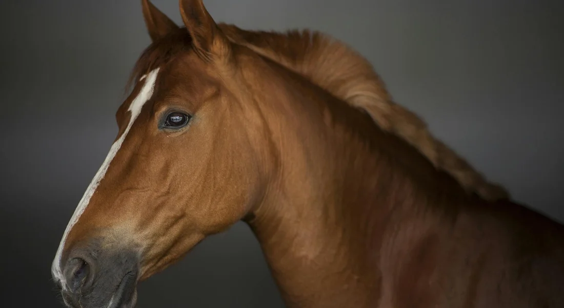 Chestnut horse with a white blaze on its face, head turned slightly, against a dark background.