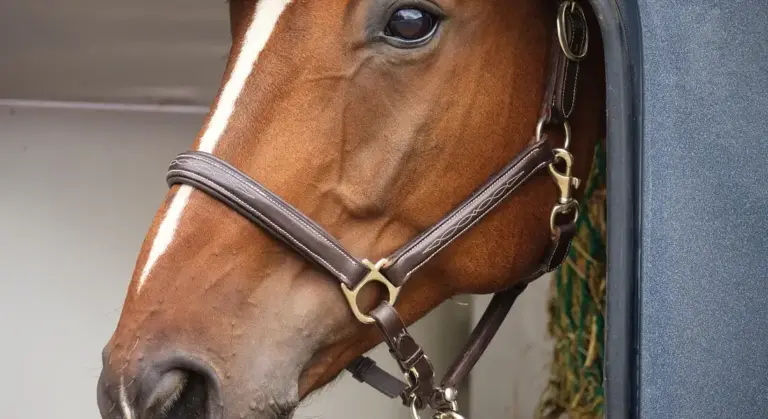 Close-up of a horse wearing a bridle peering from inside a transport trailer