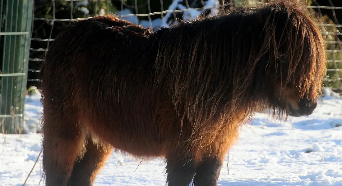 A shaggy brown horse with a long mane stands in a snow-covered paddock near a fence.
