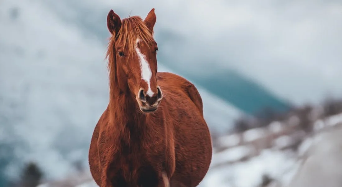 Chestnut horse facing the camera in a snowy landscape with a blurred fence and mountains in the background.