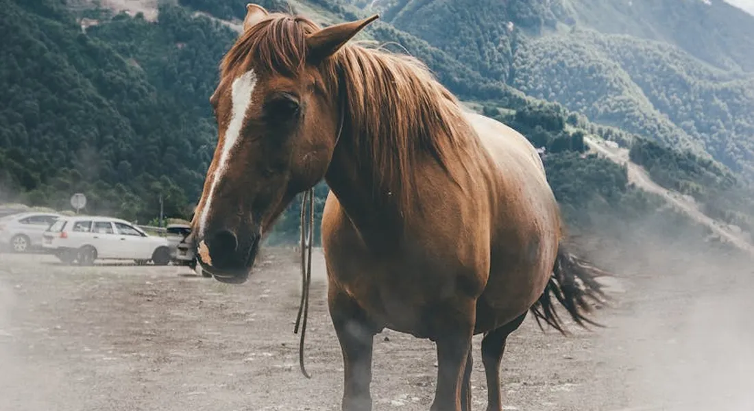 A brown horse stands in a dusty outdoor area with mountains in the background.