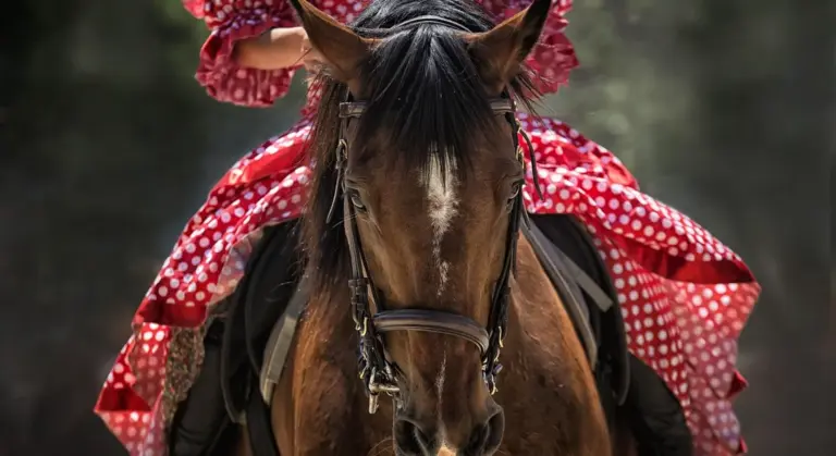 Close-up of a horse's head with a red patterned blanket visible in the background.