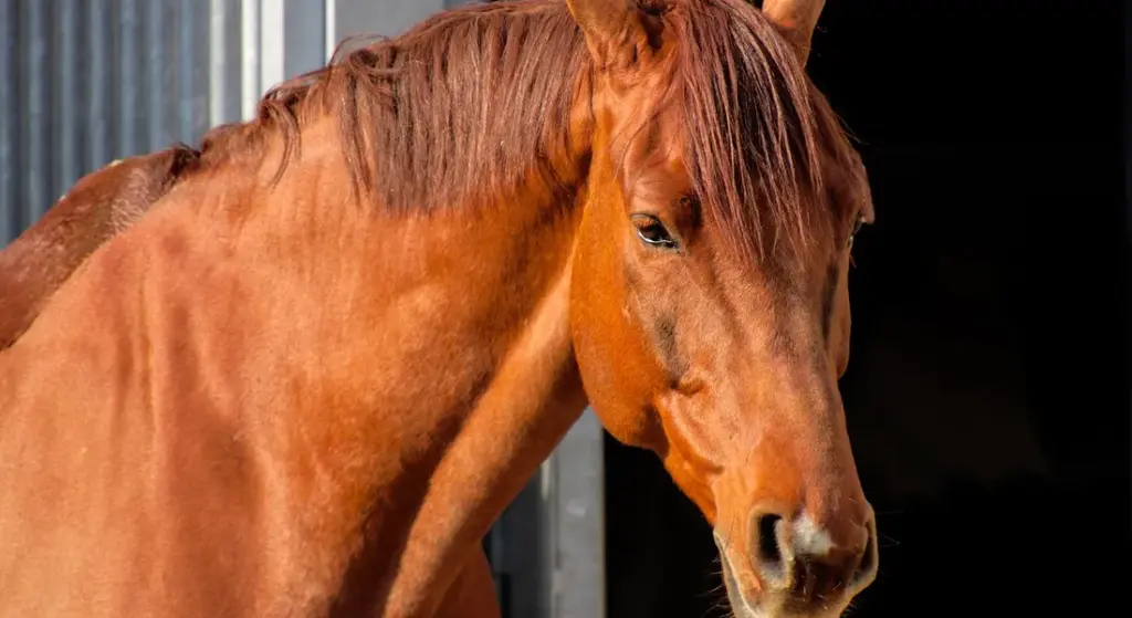 How Long After Feeding a Horse Can You Ride Safely?