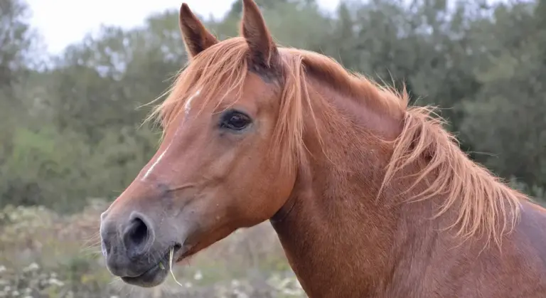 Close-up side view of a brown horse's head with mane, set in a natural background.