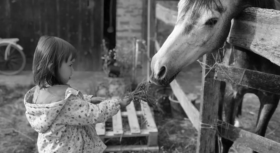 A young child in a patterned jacket extends a hand toward a horse’s muzzle through a wooden fence in a barnyard.