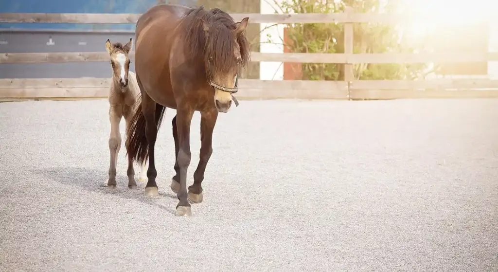 How Equine Artificial Insemination Works: A Clear Guide for Breeders