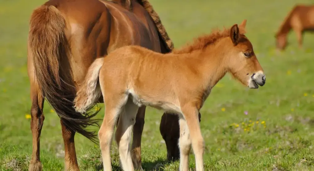 Monthly Horse Feed Costs: A Clear Budget Breakdown for Smart Owners