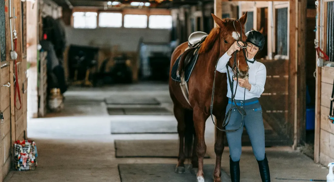 A rider leads a brown horse through a barn aisle with tack hanging on the stall doors.