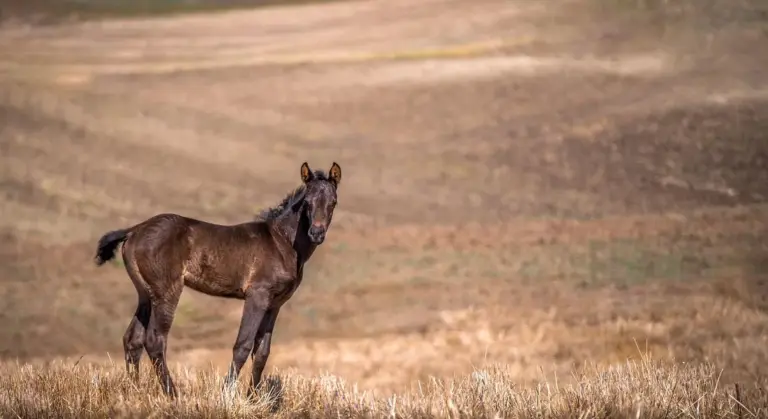 A young brown foal stands in a dry, sunlit grassy field, looking toward the camera with a curious gaze.