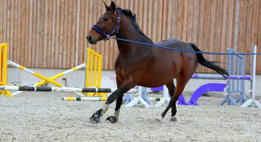 The ‘Alpha’ Myth: Building a Safe, Trusting Partnership with Your Horse