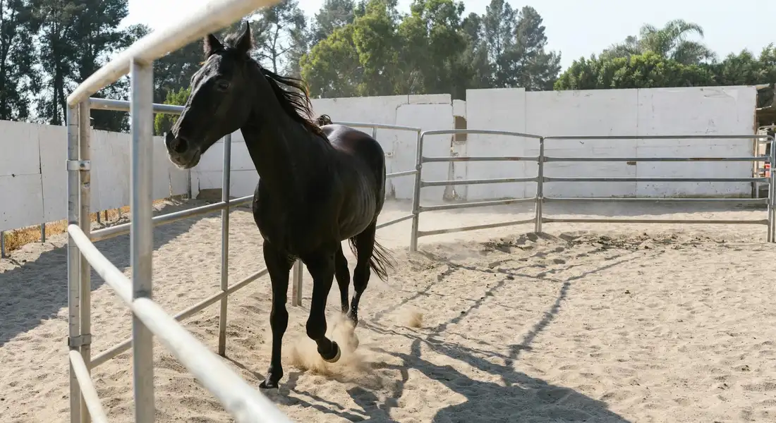 A black horse trotting in a sandy outdoor arena with metal fencing, sunlight casting shadows.