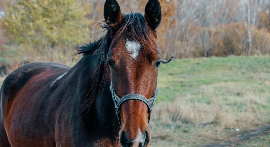 Close-up of a dark brown horse wearing a halter in a grassy autumn field