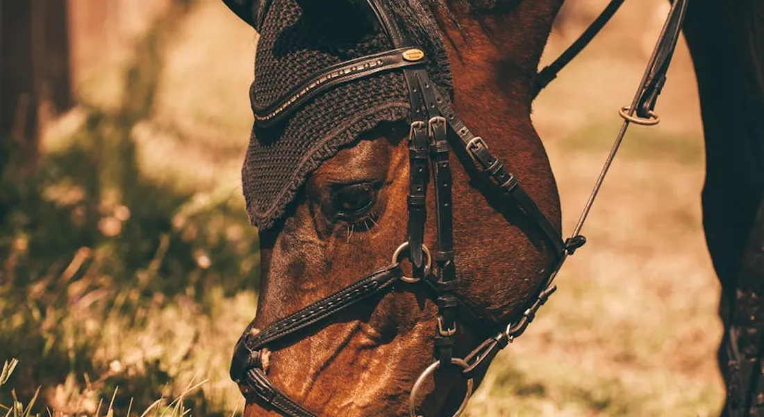Close-up of a horse's head wearing a bridle, with its mouth near the ground as it chews on something woody.