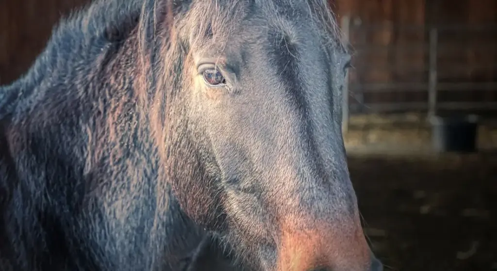 Essential Horse Housing and Land Requirements for a Thriving Horse