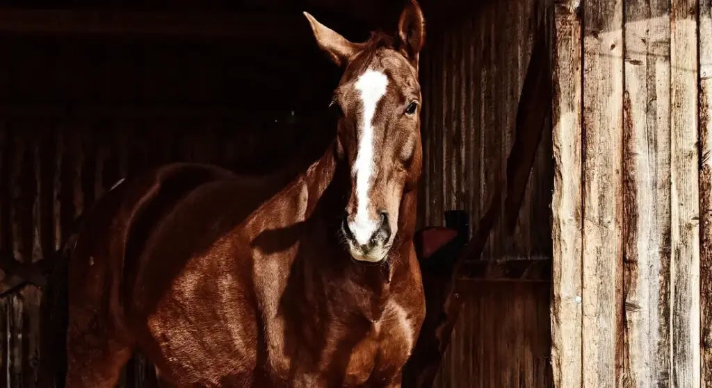 The Best Way to Manage Your Horse’s Mane and Tail: Healthy Habits for a Tangle-Free Coat