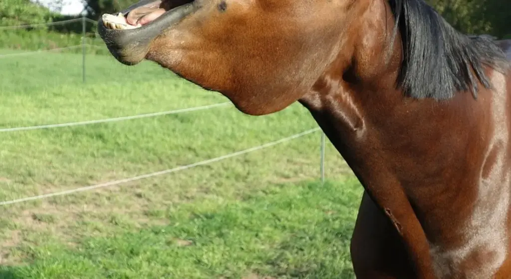 Understanding Horse Coat Colors: A Guide to Green, Bay, and Sorrel