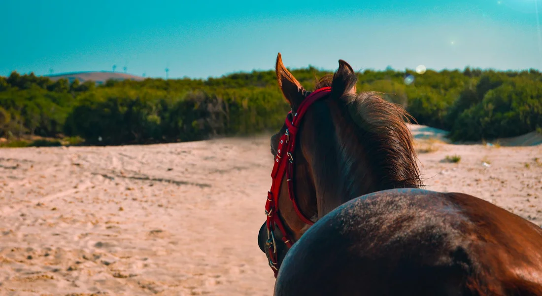 Horses head and neck seen from behind on a sandy beach, wearing a red halter, with blue sky and distant greenery.