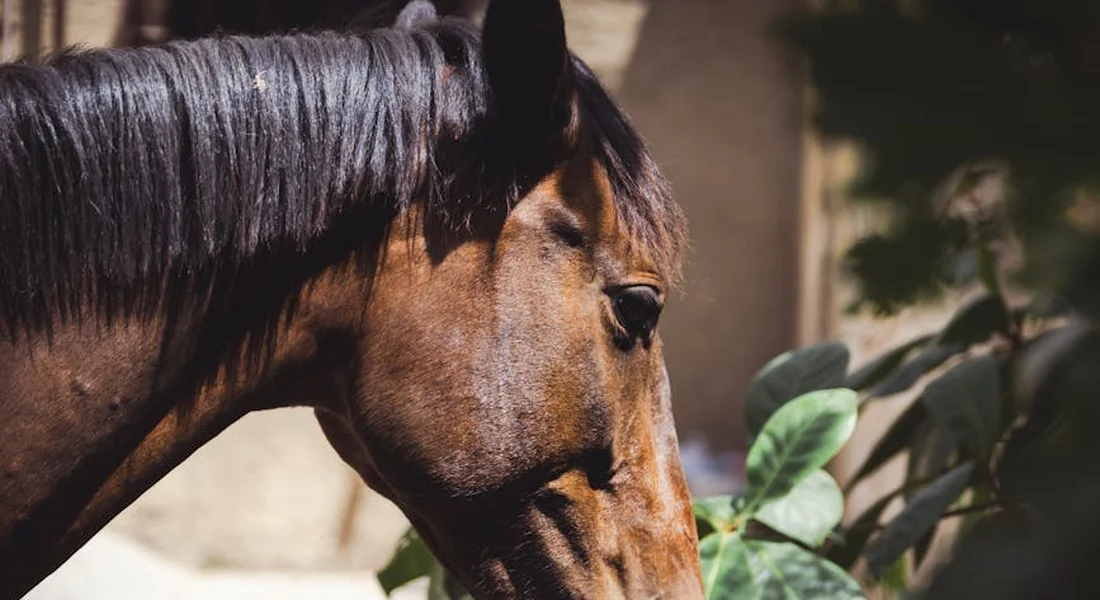 Close-up of a brown horse's head in profile with a dark mane, leafy plants in the background.