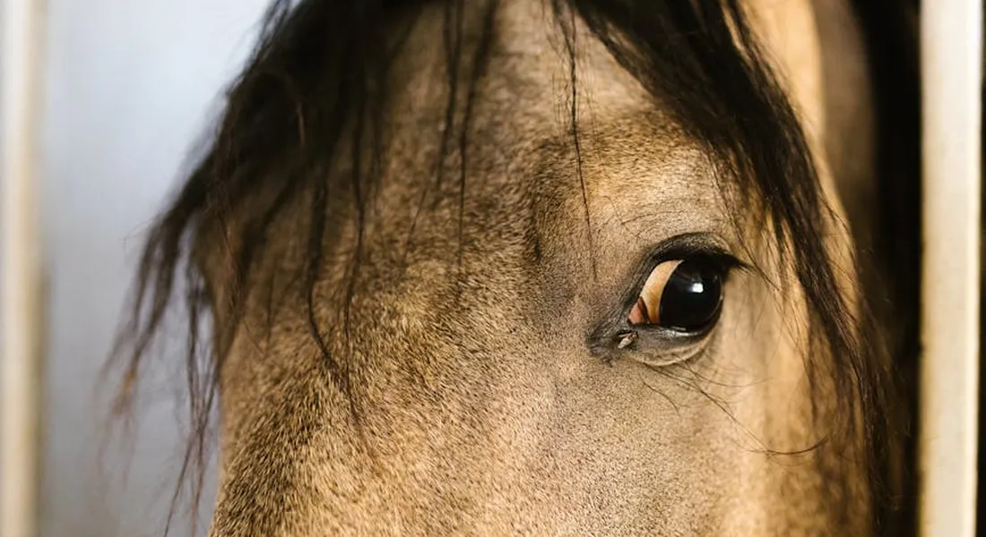 Close-up of a horse's face, showing its eye and part of its muzzle.